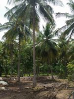 Liberty Carbon India,llc